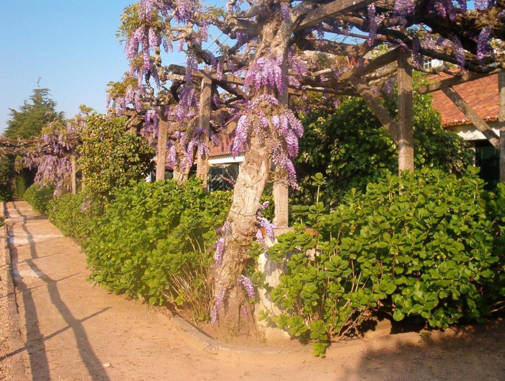 Гостевой дом Quinta Do Casalinho Алмейрин Экстерьер фото